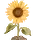 Sunflower Image | My own creation made in Canva | TheCozy.Cat